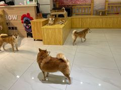 -柴源莊·柴小宠柴犬咖啡