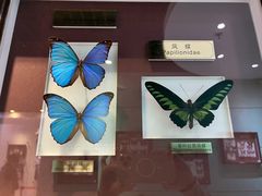 -上海昆虫博物馆