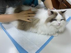-美联众合动物医院·24h转诊中心