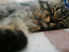 -Sirena海妖日咖夜酒