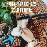 吃一顿蛙蛙，感悟人生:没它健壮？！