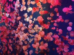 -成都浩海立方海洋公园