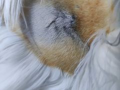 -凯特喵百思猫专科医院