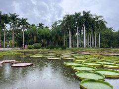 -中国科学院西双版纳热带植物园