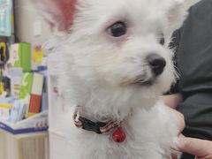 -安安宠医宠物医院·异宠·犬猫内科(岳阳分院)