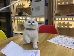 -柚子猫舍·精品猫舍购猫·猫咪认养·购宠·宠物店