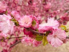 -北京西山国家森林公园