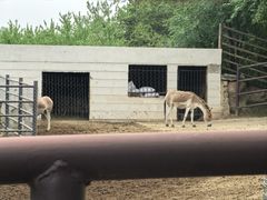 -青藏高原野生动物园
