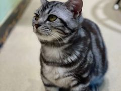 -藏猫猫咖啡主题馆(中央大道店)