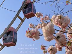 -顾村公园