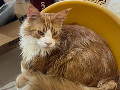 -平行世界·猫咖(首经贸店)