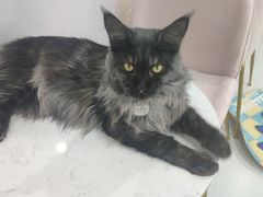 -糯米喵星人·撸猫猫舍咖啡馆(西市场嘉华店)