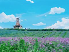 -大塘金香草谷