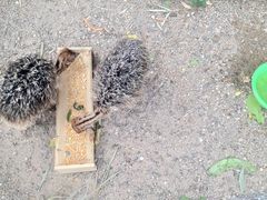 -北京鹿世界主题园