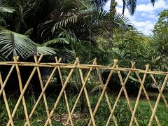 -中国科学院西双版纳热带植物园