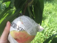 -田园东方蜜桃村的田野营地