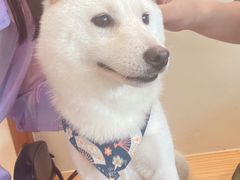 -柴犬小屋·柴餐厅·狗咖食堂(金鼎广场店)