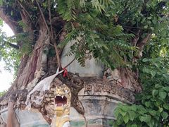 -云南勐巴娜西珍奇园