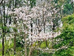 -广富林郊野公园
