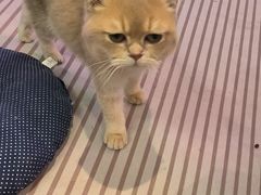 -大型宠物商超·宠海王国·宠物猫狗活体·用品·美容(新世界百货重庆店)