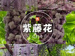 -嘉定紫藤园