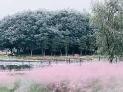 -映月湖公园