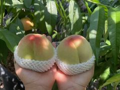 -老袁家蜜桃农场·阳山水蜜桃