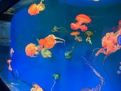 -南昌融创海世界