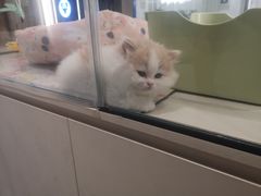 -babydoll猫舍·米努特·德文·缅因(久光中心店)
