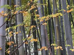 -八大山人梅湖景区