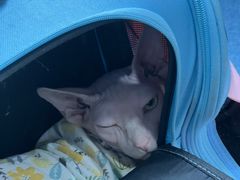 -美联众合动物医院(·中兽医·疑难杂症·严家桥分院)