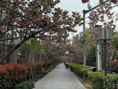 -高东镇樱花园