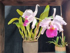 -国家植物园南园