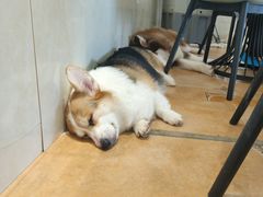 -Let's go狗咖·猫咖·奶狗·桌游(春熙路IFS店)