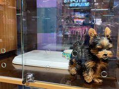 -FAELING PETS美天灵宠物(富力广场店)