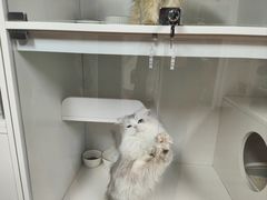 -十月米努特矮脚猫舍