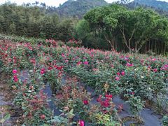 -黄陂区野村谷景区