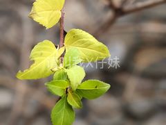 -香山公园