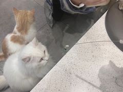 -飞行喵MR PILOT|猫舍·猫咖(静安大融城店)