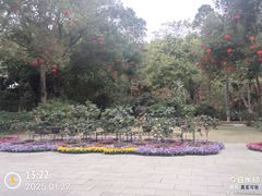 -金花茶公园