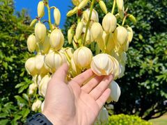 -桃花岛公园