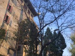 -武汉大学-樱园