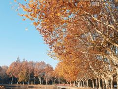 -泰州凤城河风景区-泰山公园