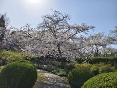 -嘉定紫藤园