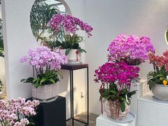 -荷兰花海