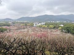 -香雪海