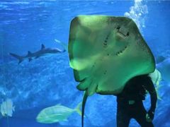 -海合安成都极地海洋公园