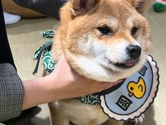 -逗柴咖啡屋·狗咖猫咖宠物桌游