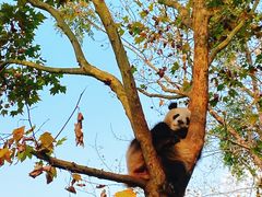 景点-成都大熊猫繁育研究基地