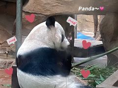 -成都动物园
